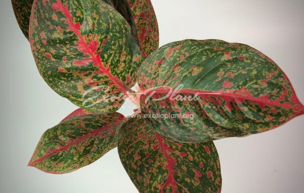 Aglaonema Sub Mongkol 13