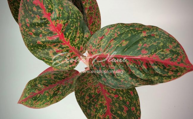 Aglaonema Sub Mongkol 13