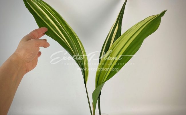 Aspidistra lurida ‘Suisho’#1 23