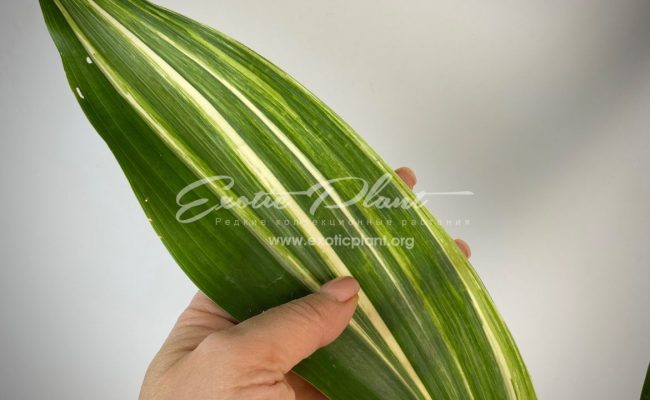 Aspidistra lurida ‘Suisho’#1 23