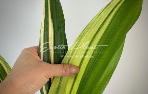 Aspidistra lurida ‘Suisho’ / аспидистра лурида Суисо  23-35
