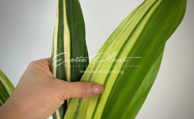 Aspidistra lurida ‘Suisho’#1 23