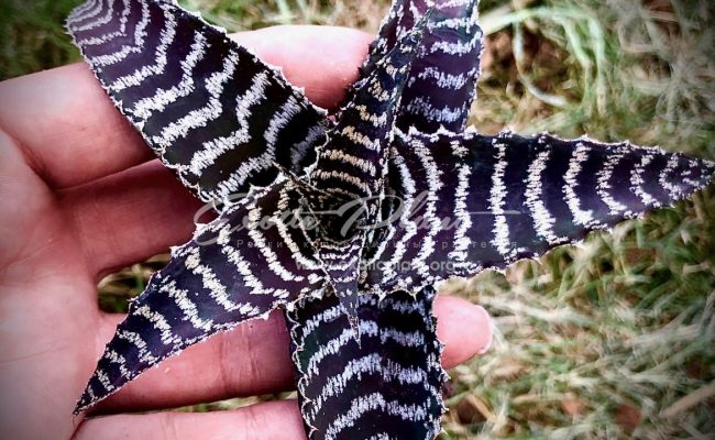 Cryptanthus Kamehameha 16
