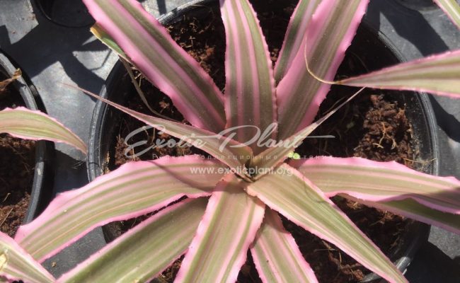 Cryptanthus bivittatus 14