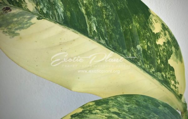 Dieffenbachia Yellow variegated / диффенбахия Еллоу вариегатная, желтая вариегатность 80-120