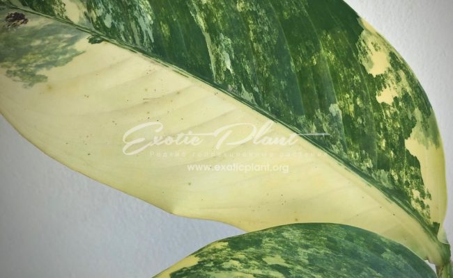 Dieffenbachia Yellow variegated 30
