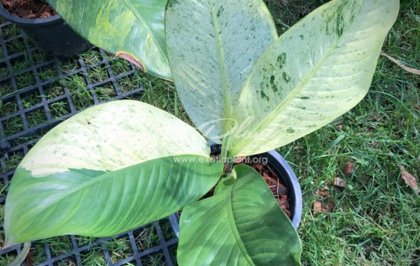 Dieffenbachia white variegated / диффенбахия Вайт вариегатед, белая вариегатность 100