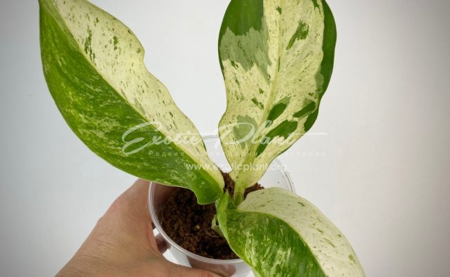 Dieffenbachia white variegated 30