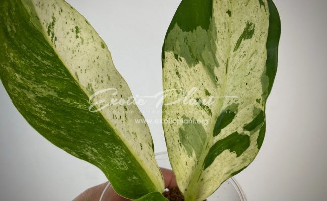 Dieffenbachia white variegated 30