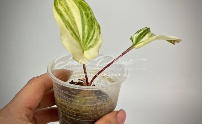 Drimiopsis maculata variegated 20