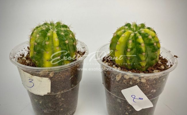 Echinopsis sp variegated 30