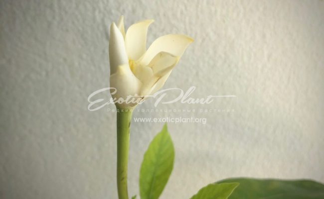 Gardenia sp.(T03) Papua New Guinea 30