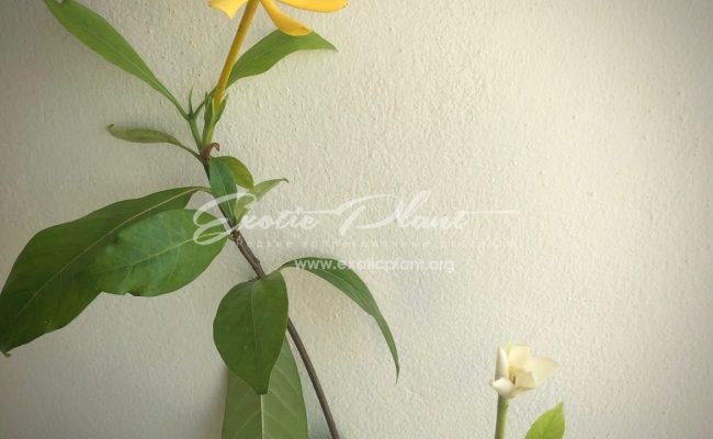 Gardenia sp.(T03) Papua New Guinea 30