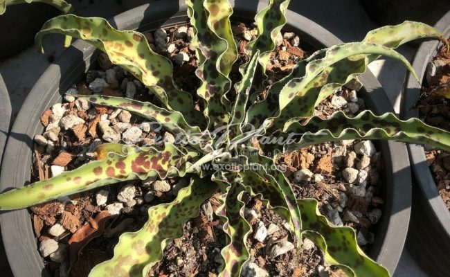 Manfreda undulata ‘Mint Chocolate Chip’ 150