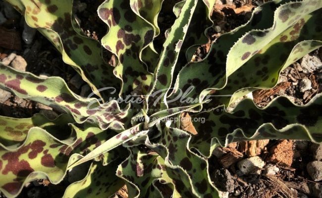 Manfreda undulata ‘Mint Chocolate Chip’ 150