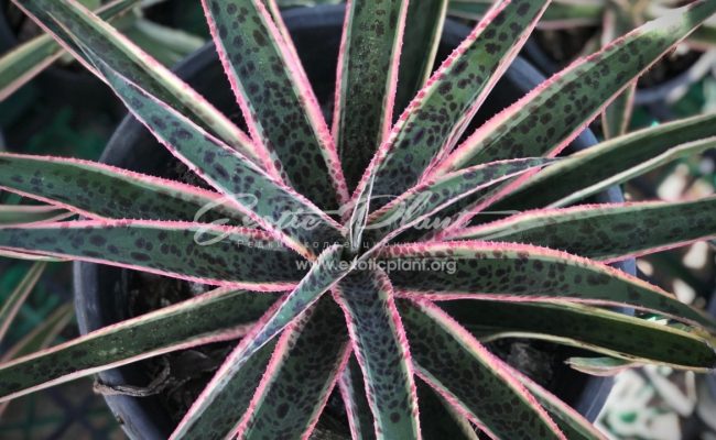 Mangave ‘Kaleidoscope’