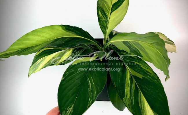 Spathiphyllum cochlearispathum Sunny Sails (yellow form)= Spatithyllum Sensation yellow variegated 120