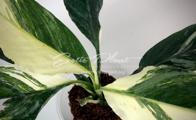Spatithyllum cochlearispathum Sunny Sails (white form) = Spatithyllum Sensation white variegated 120