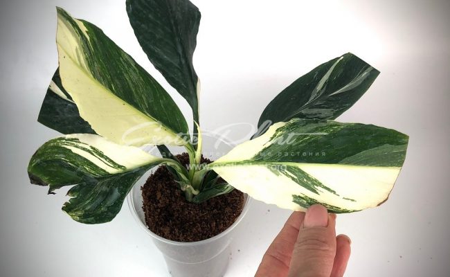 Spatithyllum cochlearispathum Sunny Sails (white form) = Spatithyllum Sensation white variegated 120
