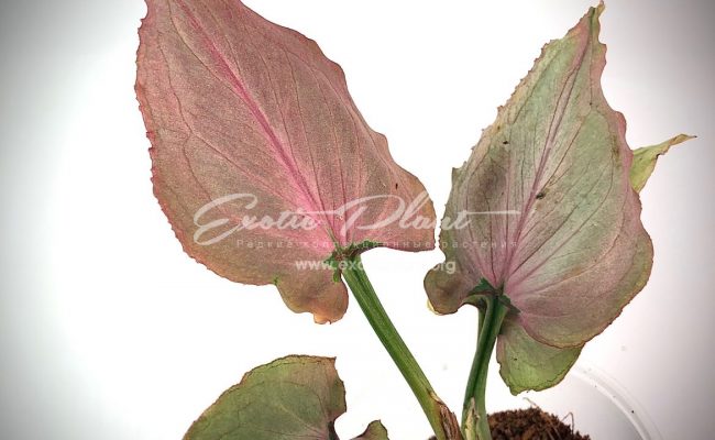 Syngonium Pink Heart (Orm Nak mutation) #1 75