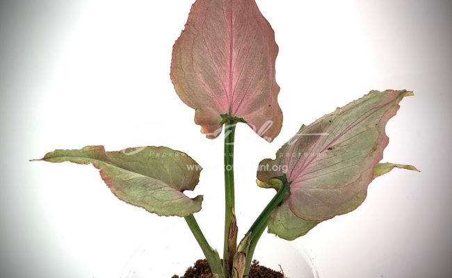 Syngonium Pink Heart (Orm Nak mutation) #1 75