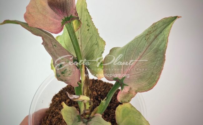 Syngonium Pink Heart (Orm Nak mutation) #2 75