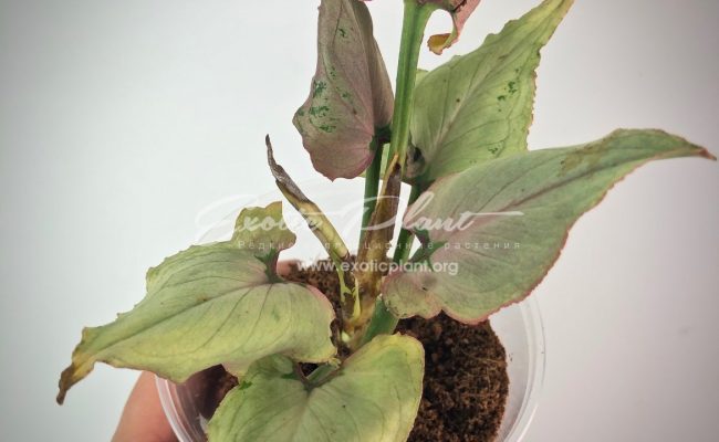 Syngonium Pink Heart (Orm Nak mutation) #2 75