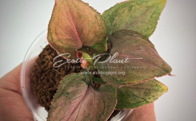 Syngonium Pink Heart (Orm Nak mutation) #4 75