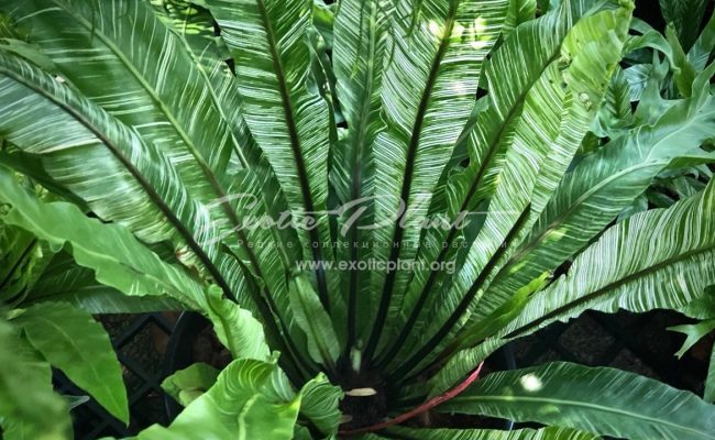 asplenium nidus ex Japan