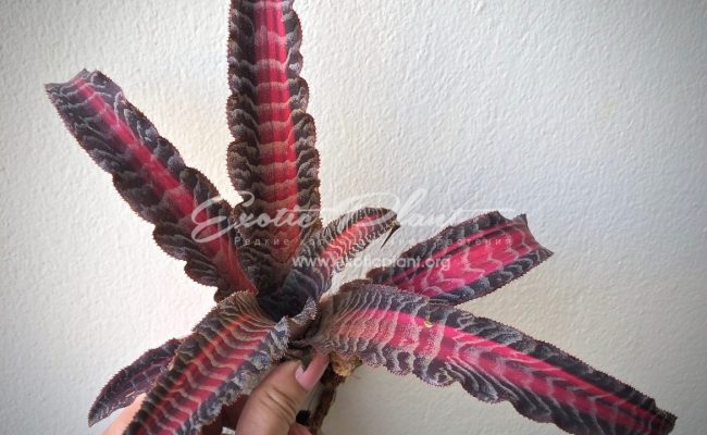 cryptanthus Elaine 16
