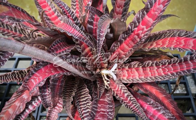 cryptanthus Elaine 16