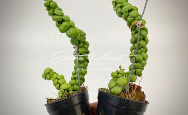 dischidia nummularia Bubbles (Ideaminubu) 15-30