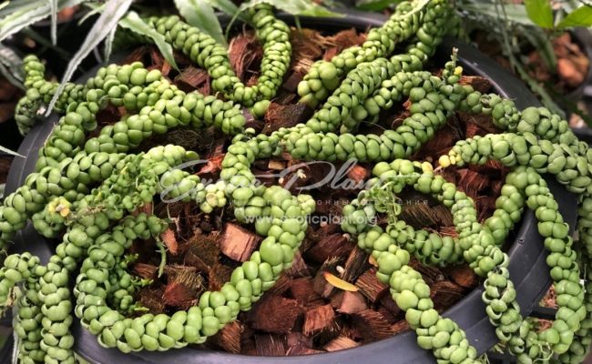 dischidia nummularia Bubbles (Ideaminubu)