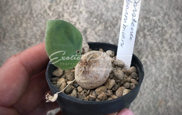 Dorstenia barnimiana 60