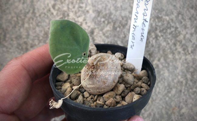 dorstenia barnimiana