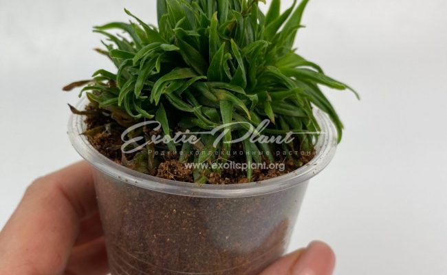 dracaena cristated 20