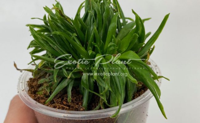 dracaena cristated 20