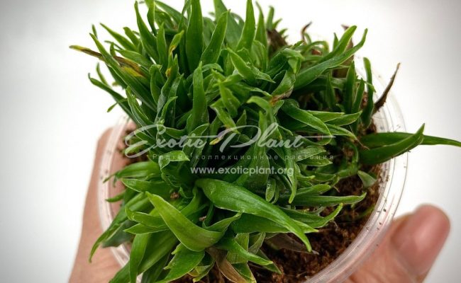 dracaena cristated 20
