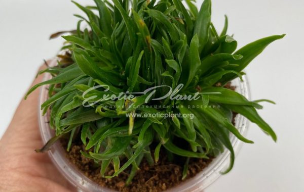 dracaena cristated / драцена кристатная 50