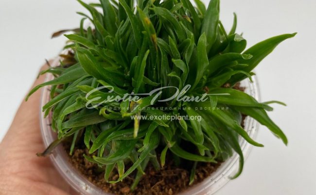 dracaena cristated 20