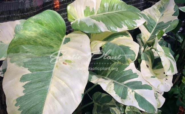 epipremnum sp cv Wow big and wave leave