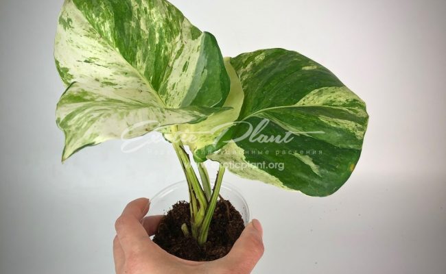 epipremnum sp cv Wow big and wave leave 50
