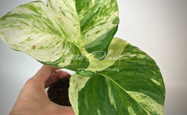 epipremnum sp cv Wow big and wave leave 50