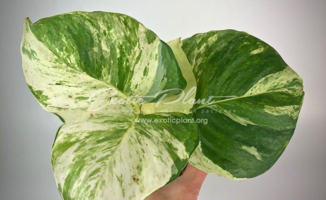epipremnum sp cv Wow big and wave leave 50