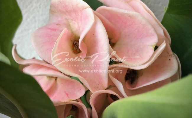 euphorbia Angel Face 12-25