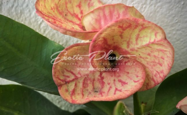 euphorbia At first sight 12-25