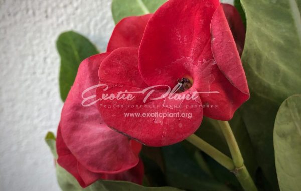 euphorbia Curly Red 12-25