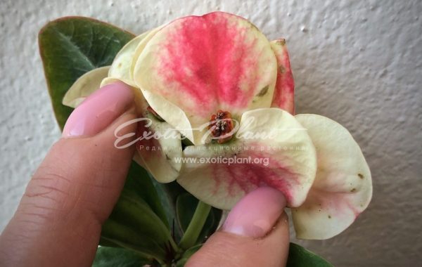 Euphorbia millii Endless Love / эуфорбия миля Эндлесс Лов 12-25