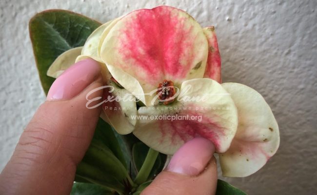 euphorbia Endless Love 12-25