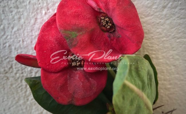 euphorbia Flame of Forest 12-25
